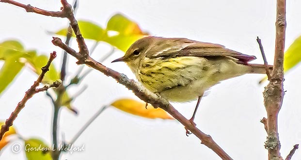 Cape May Warbler DSCN31739