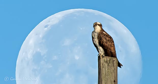Moon & Osprey DSCN32259