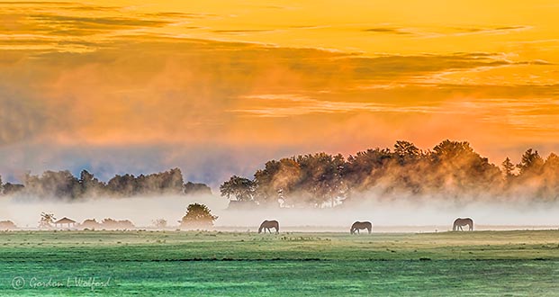 Three Horses In Misty Sunrise P1340461-3