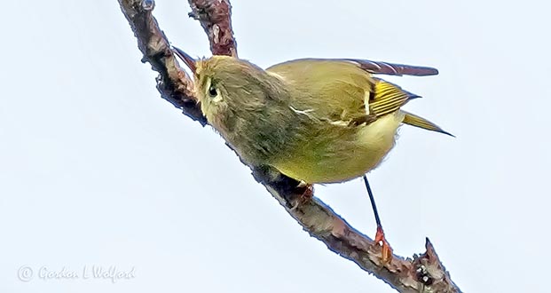 Ruby-crowned Kinglet DSCN32456