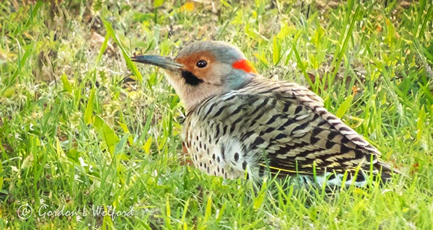 Flicker On The Ground DSCN32570