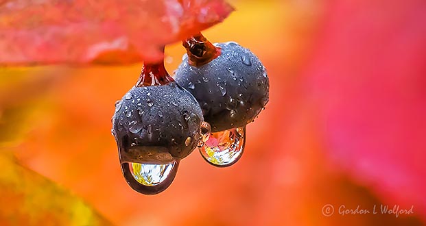 Dripping Wild Grapes P1000392