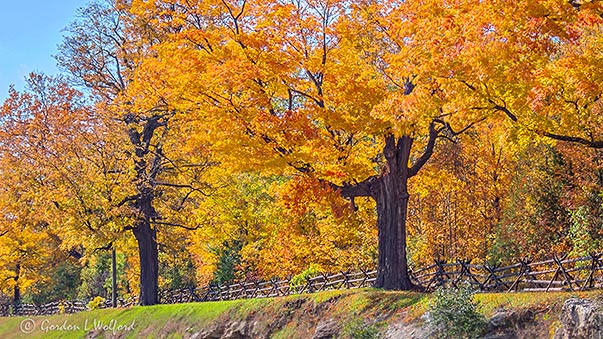Autumnscape P1000562-4