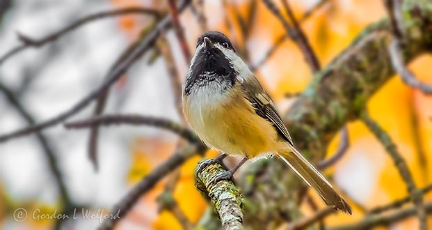 Autumn Chickadee P1000875