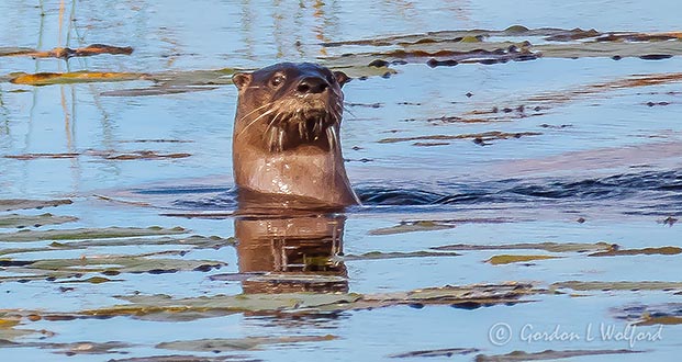 Rosedale Creek Otter P1010025