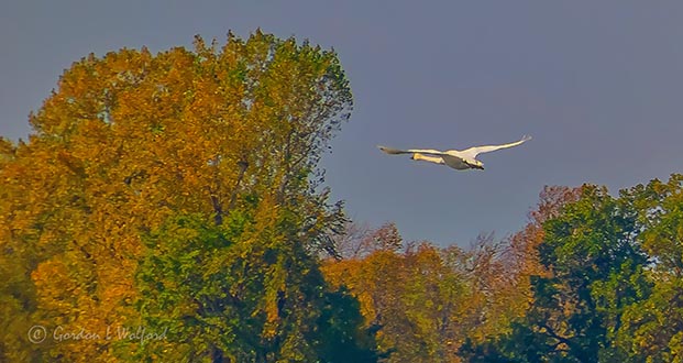 Swan In Flight P1010197