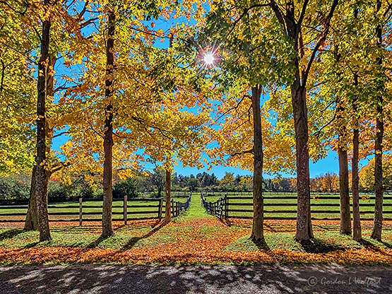 Autumn Horse Fences P1010478-80