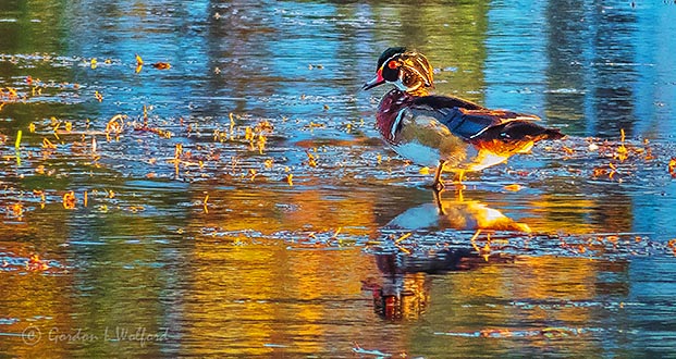 Wood Duck Standing On The Canal P1010732