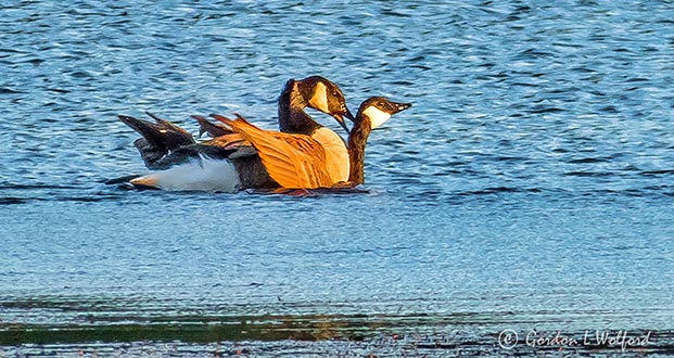 Mating Geese P1010788