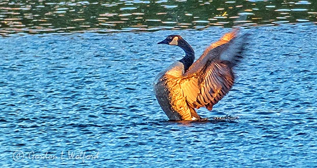 Stretching Goose P1010793
