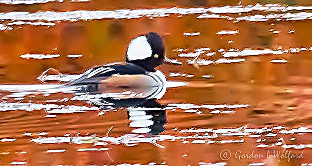 Male Hooded Merganser P1010965