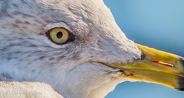 Ring-billed Gull Up Close P1020394-6
