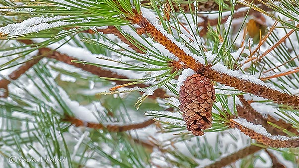 Snowy Pine P1030314