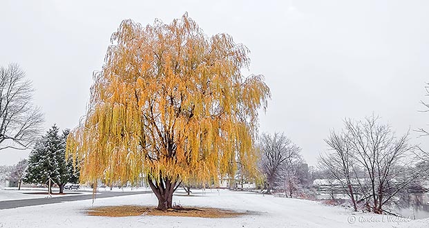 Autumn Weeping Willow P1030318-20