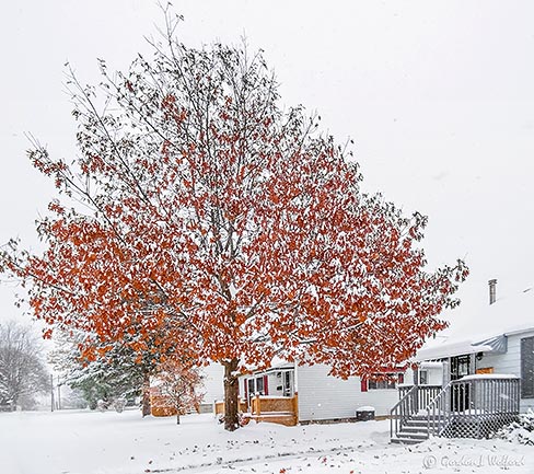Snowy Autumn Oak P1030427