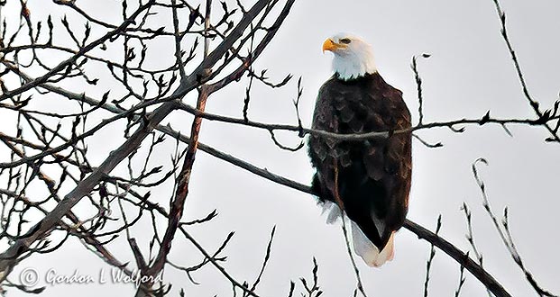 Perched Bald Eagle P1040220