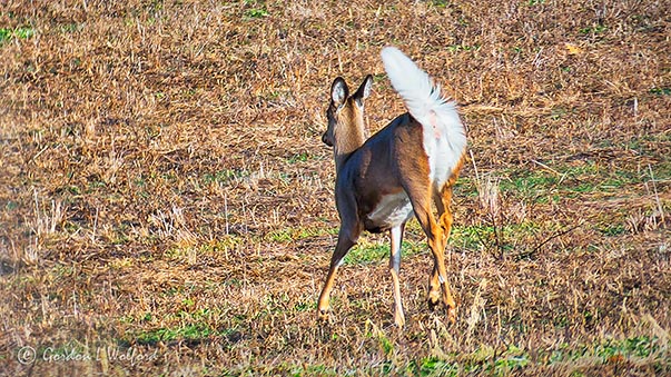 Hightailing Deer P1040363