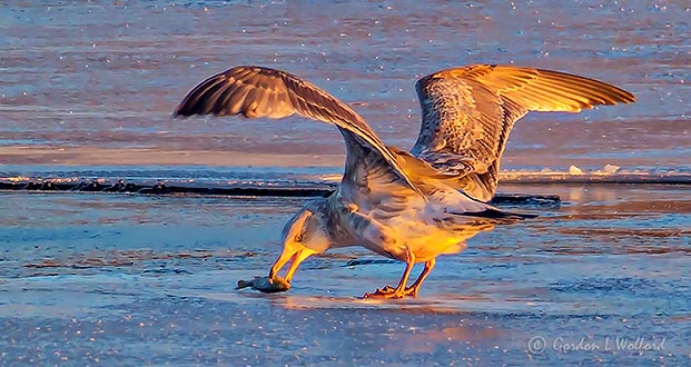 Gull With A Bite Of Breakfast P1040412