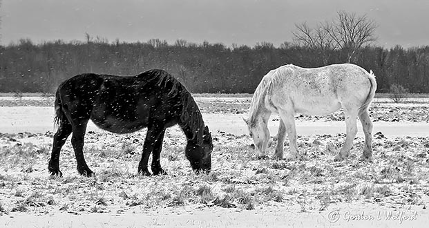 Black & White Horses In Black & White P1050261