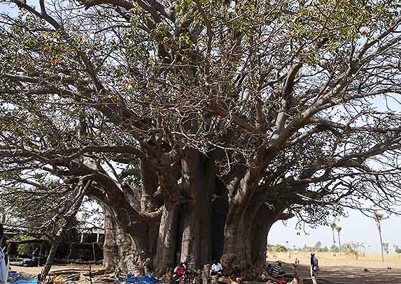baobab (1500 ans, years), Sngal