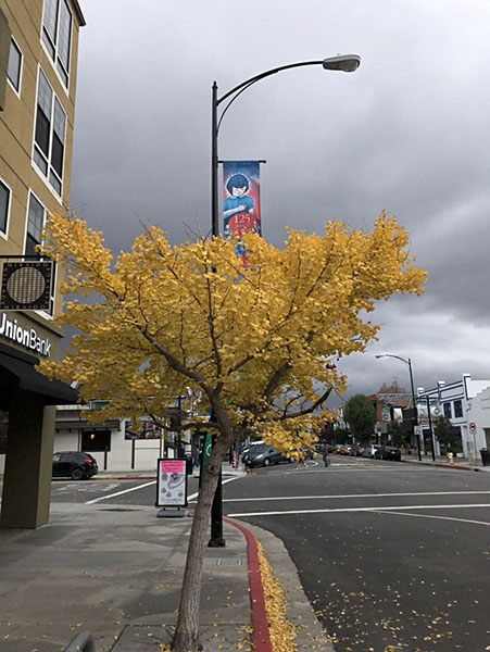 Fall Ginko Tree