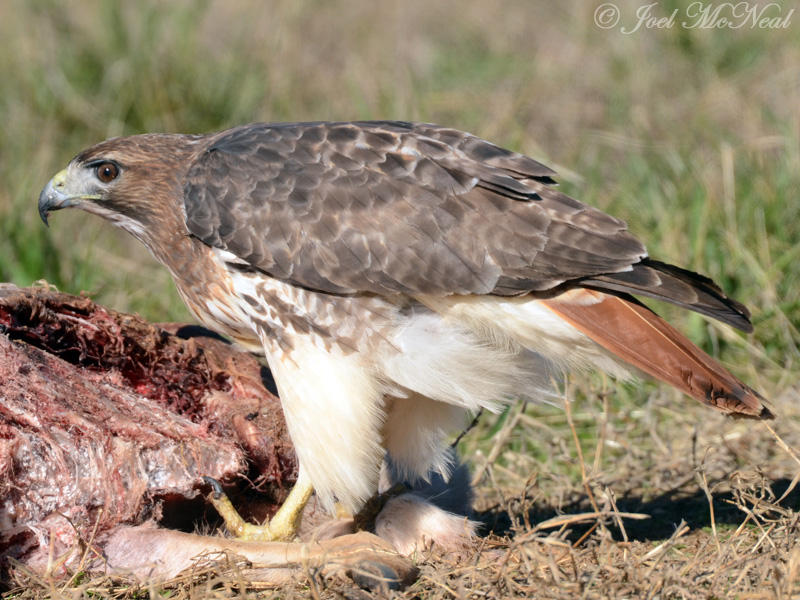 Red-tailed Hawk scavenging deer roadkill: Bartow Co., GA