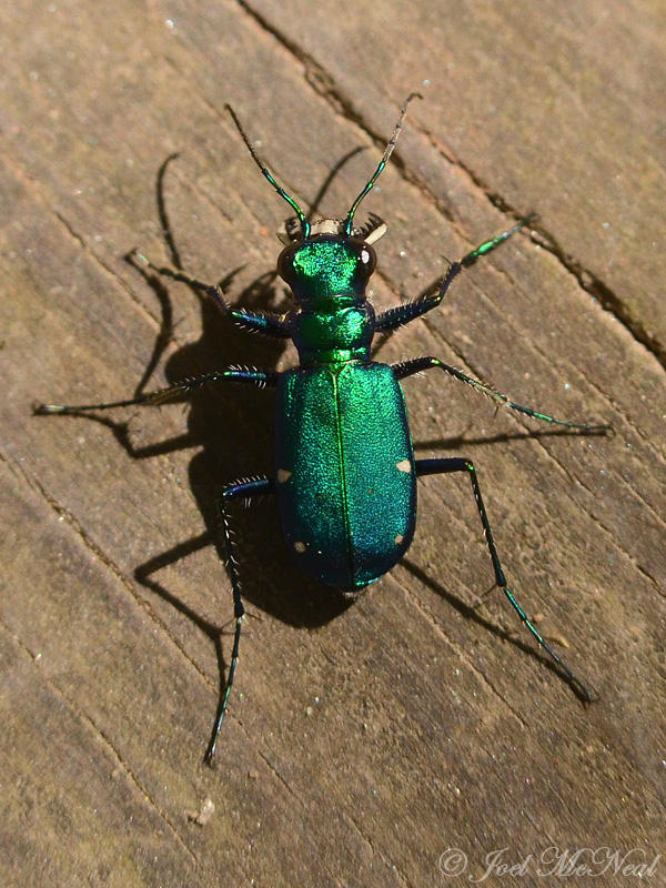 Six-spotted Tiger Beetle: Bartow Co., GA