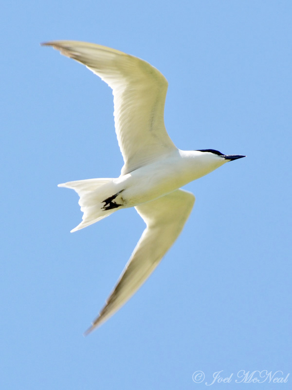 Gull-billed Tern: Harris Neck NWR