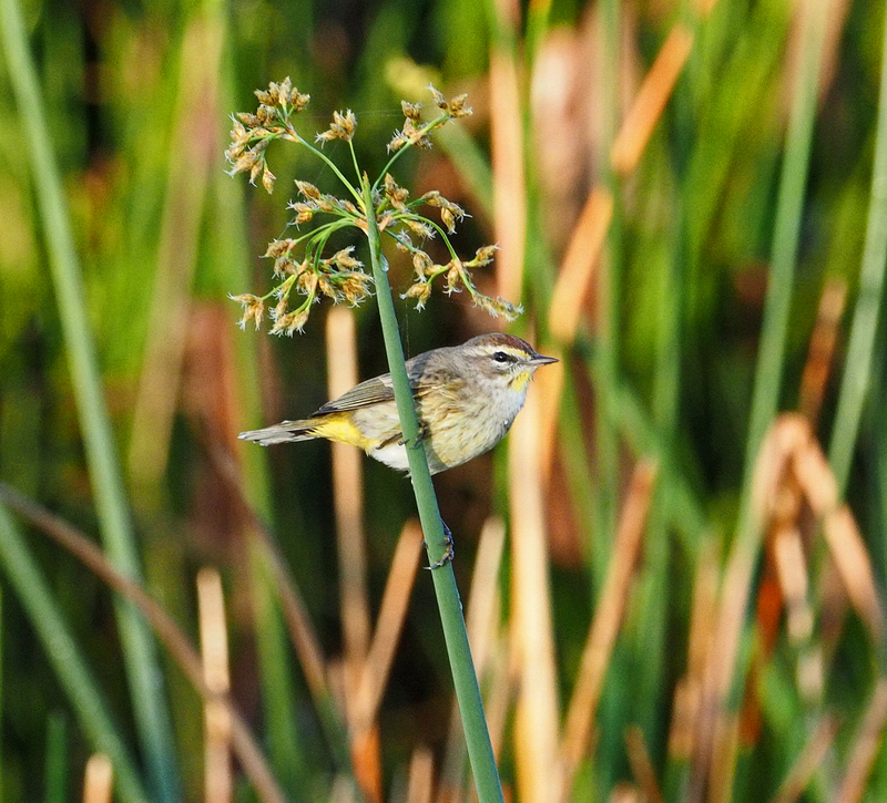 wako-warbler