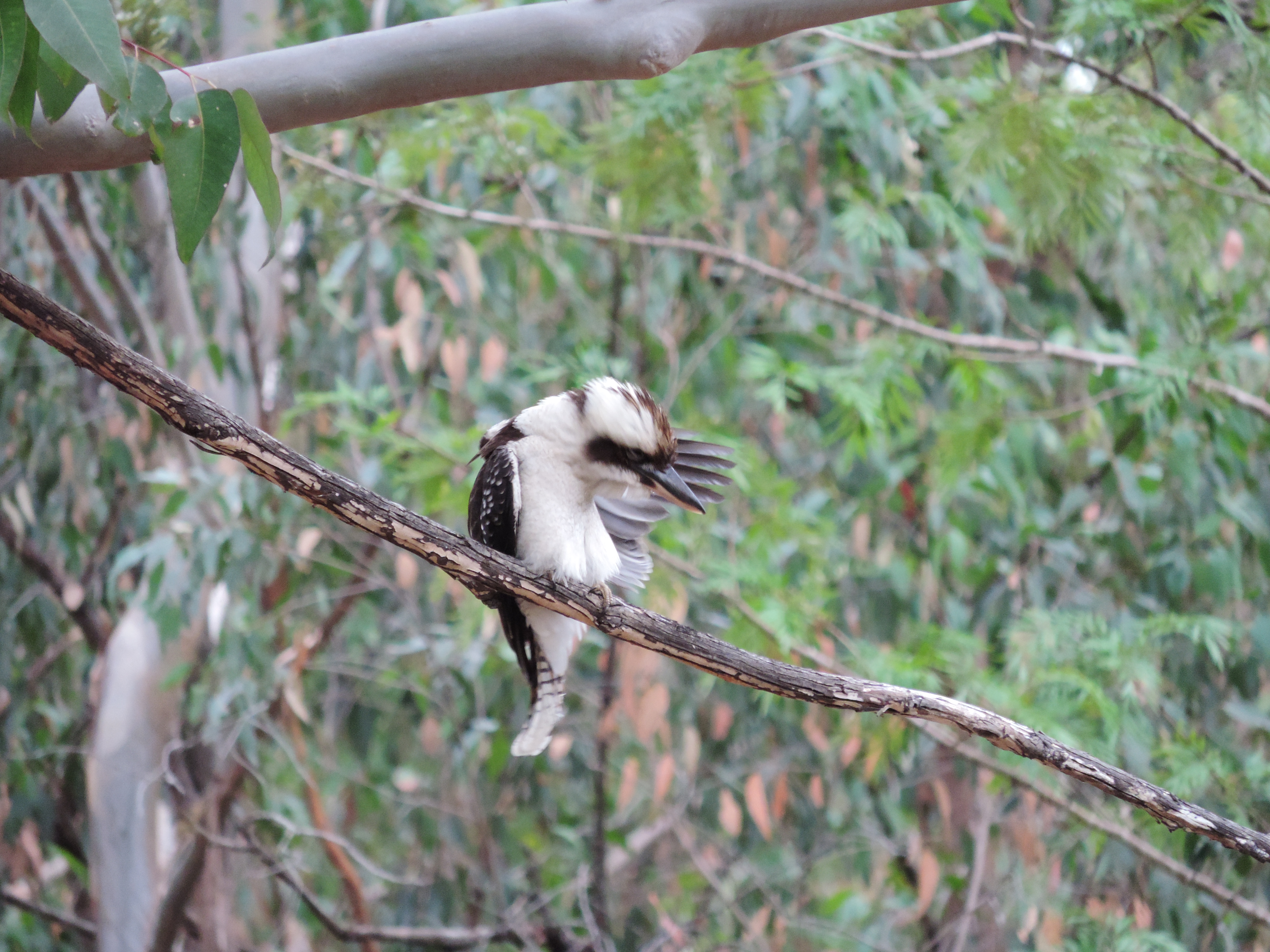 Kookaburra preening