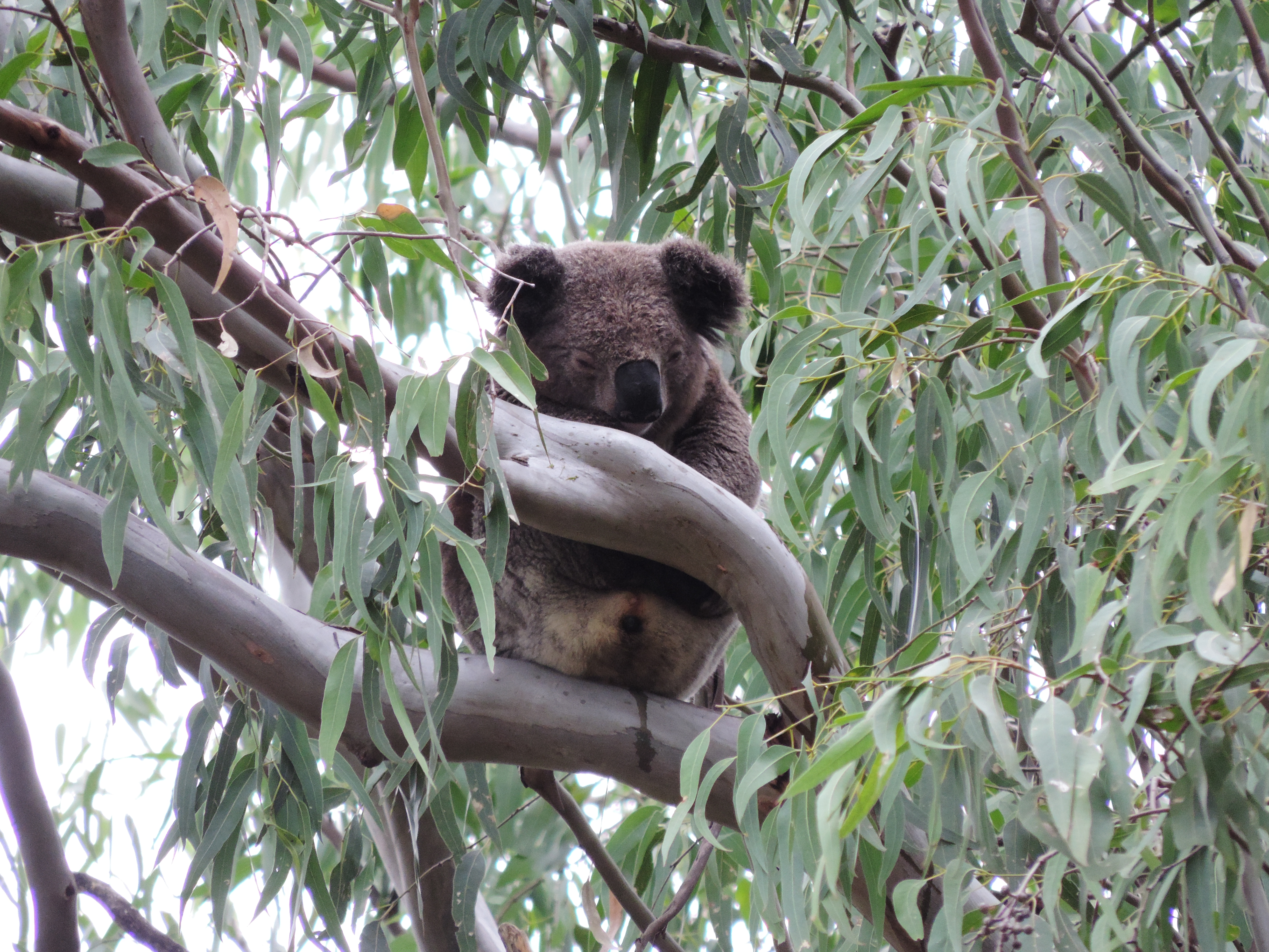 Koala