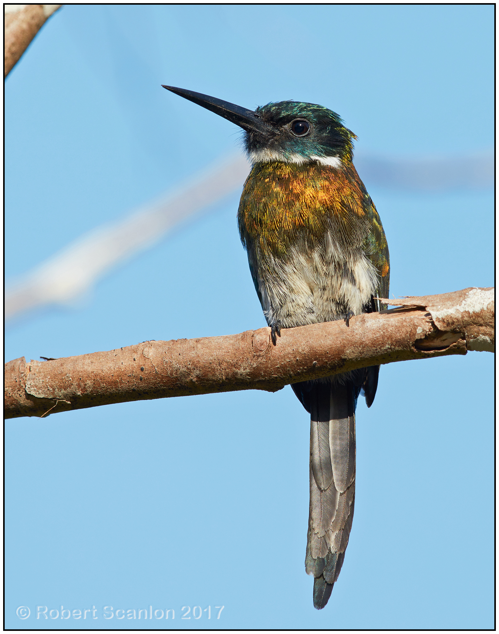 bronzy Jacamar front 2.jpg