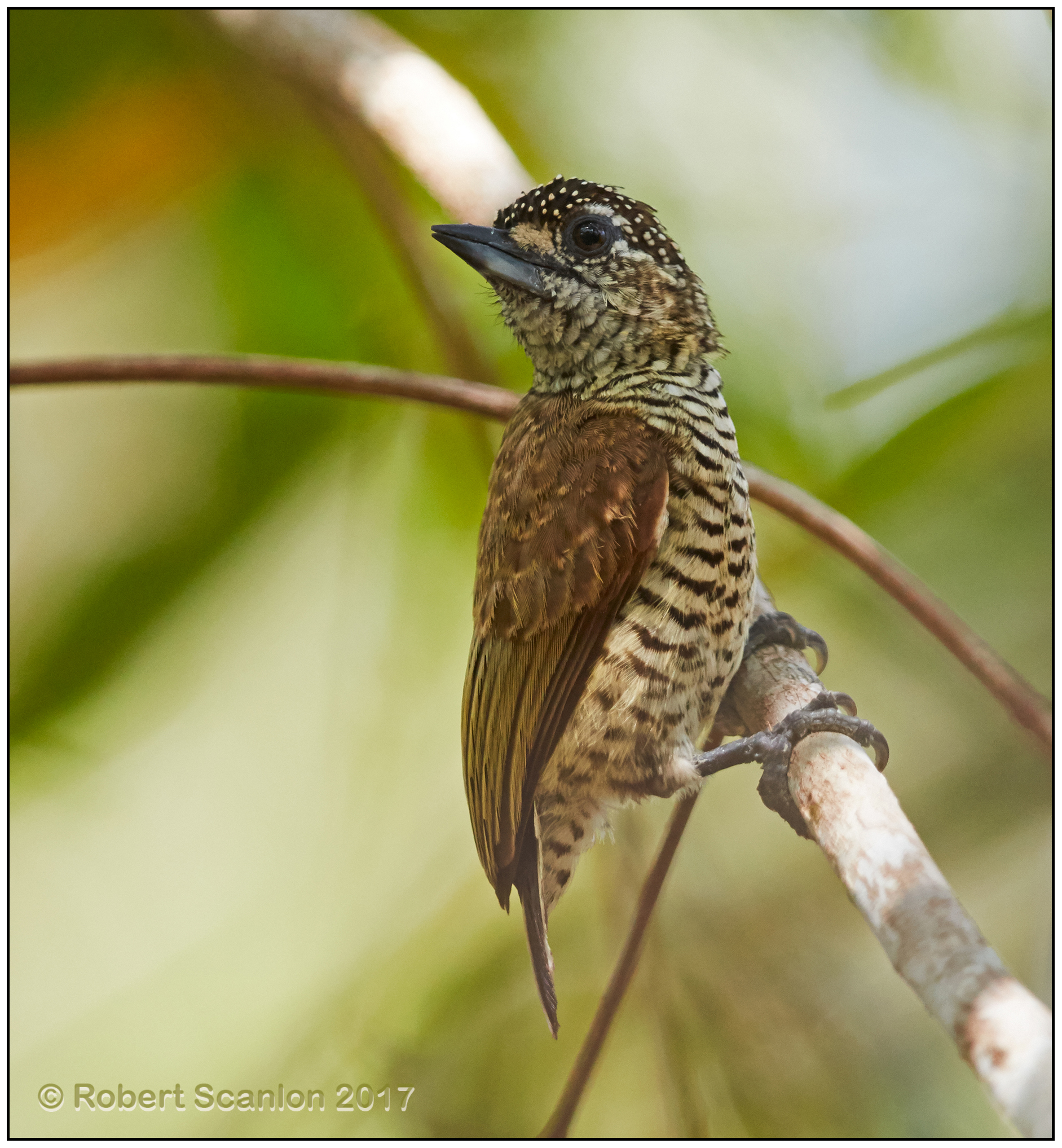 golden-spangled piculet female 1.jpg