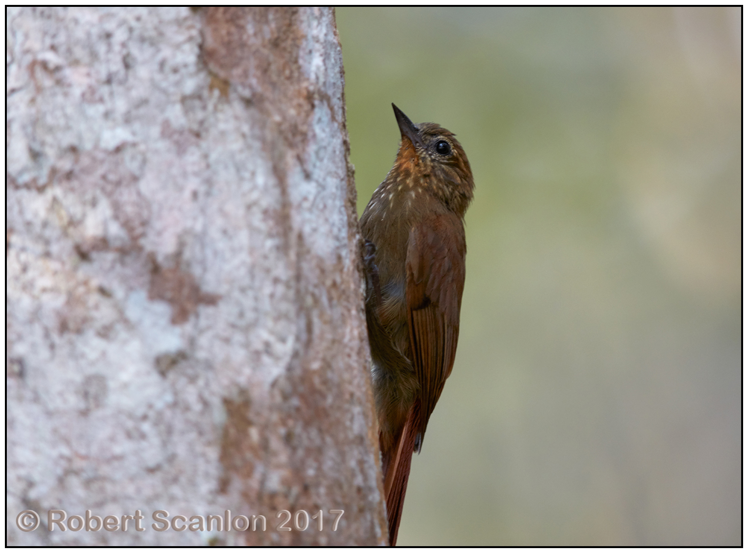 wedge-billed woodcreeper.jpg