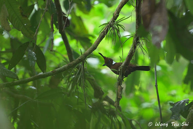 <i>(Platylophus galericulatus lemprieri)</i><br /> Jay Shrike