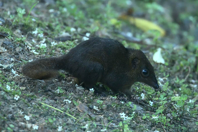 <i>(Tupaia montana)</i> <br />Mountain Treeshrew