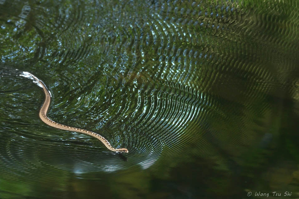 <i>(Psammodynastes pictus)</i><br /> Painted Mock Viper