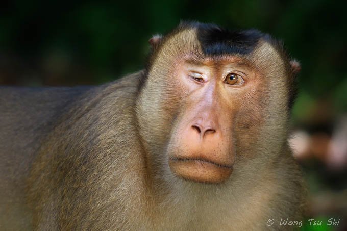 <i>(Macaca nemestrina)</i><br />Pig- tailed Macaque