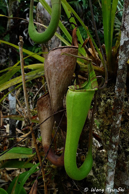 <i>(Nepenthes fusca)</i>