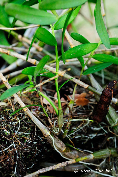 <i>(Dendrobium crumenatum)</i><br /> Pigeon Orchid