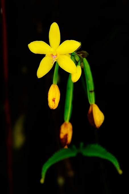 <i>(Spathoglottis aurea)</i>