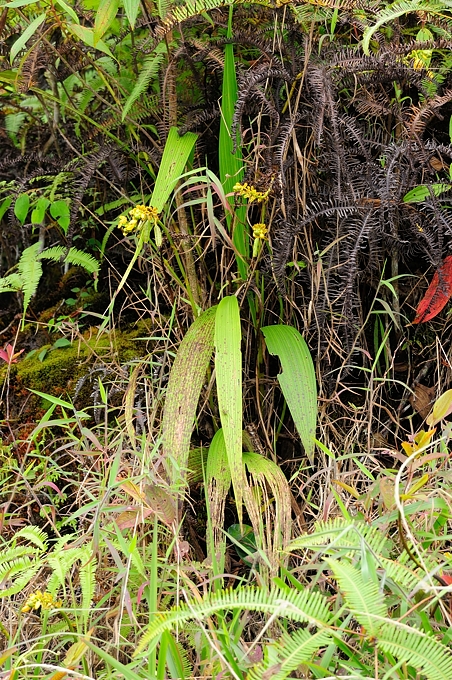 <i>(Spathoglottis aurea)</i>