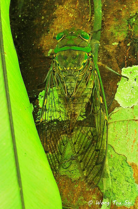 <i>(</i>Cicadidae, <i>Unipomponia decem)</i><br />True Cicada