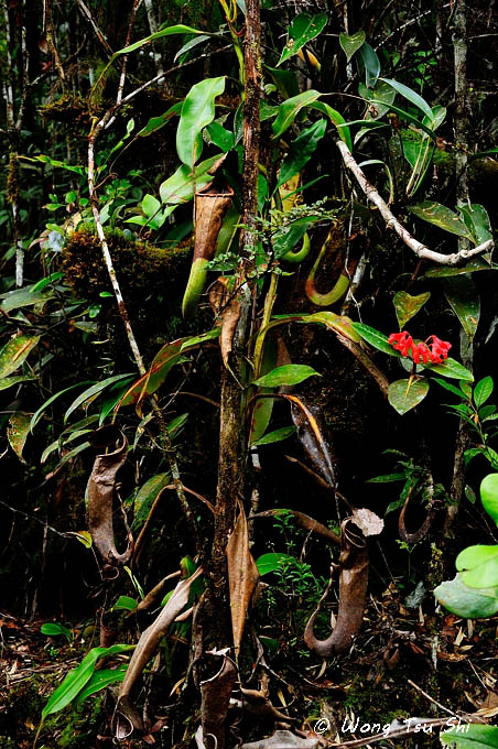 <i>(Nepenthes chaniana)</i>