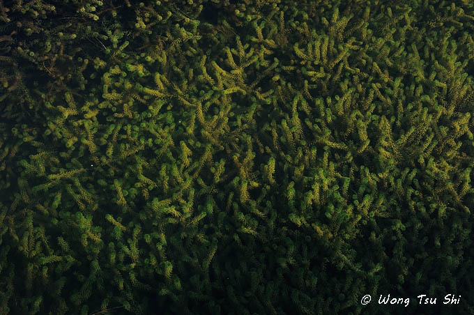 <i>(Lagarosiphon major)</i><br /> Curly Leaved Waterweed