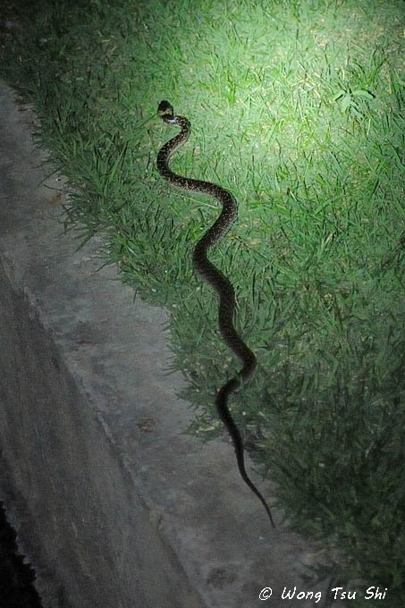 <i>(Lycodon capucinus)</i><br /> Common Wolf Snake
