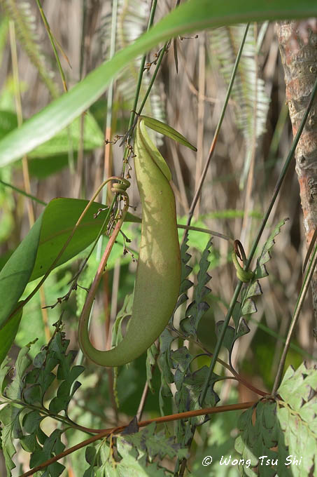 <i>(Nepenthes macrovulgaris)</i>