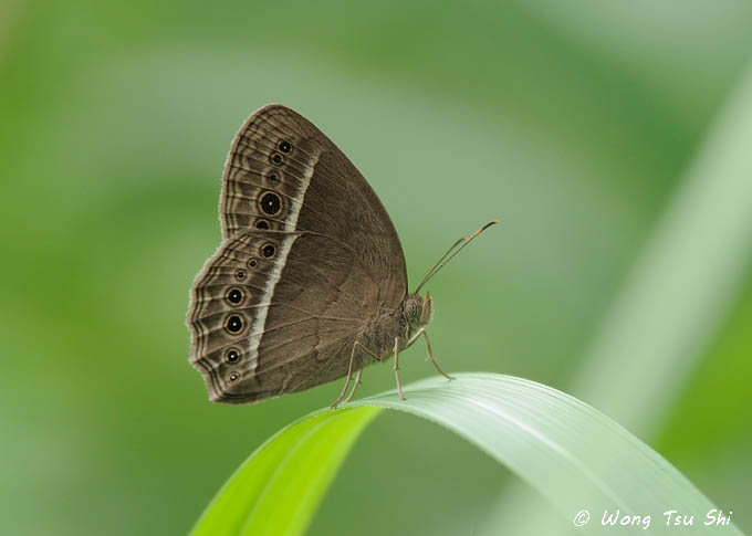 <i>(Mycalesis perseoides)</i> <br /> The Burmese Bush Brown