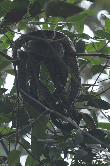 <i>(Boiga cynodon)</i> <br /> Dog-toothed Cat Snake