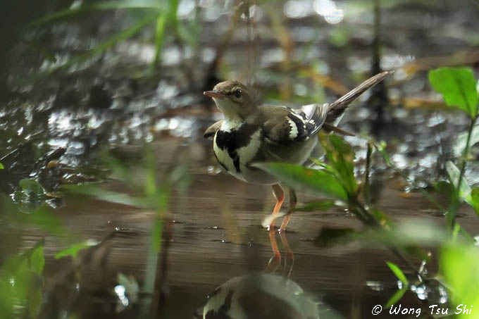 <i>(Dendronanthus indicus)</i><br />Forest Wagtail